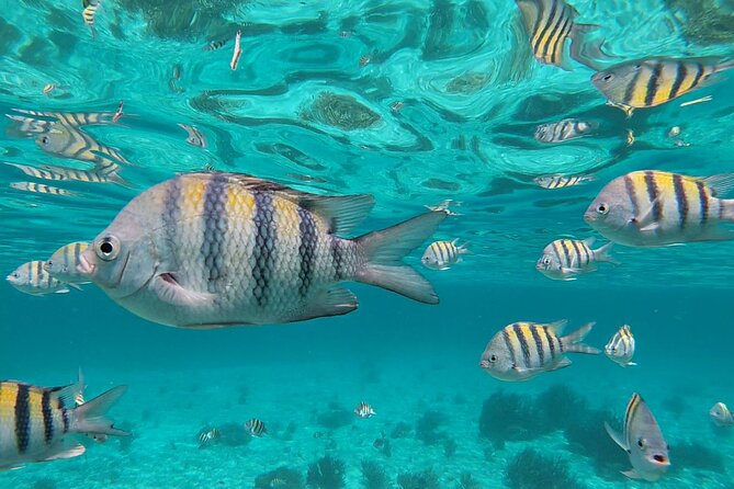 Isla Mujeres: Snorkeling Adventure at the Underwater Museum - Meeting at Señor Frog’s and getting to Isla Mujeres