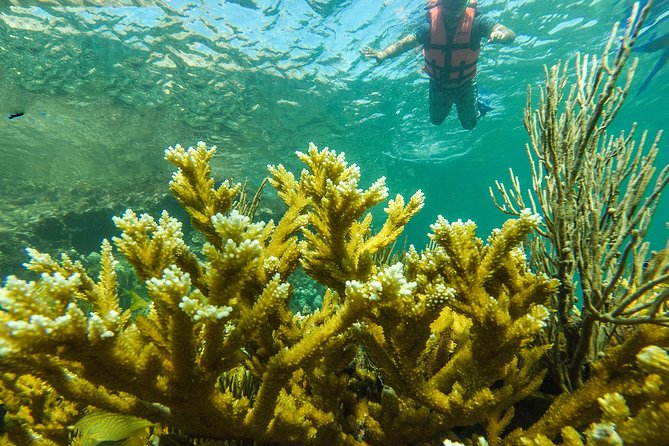 Isla Mujeres Snorkeling Tour Adventure - What’s included: gear, reserve access, drinks, and the seafood focus