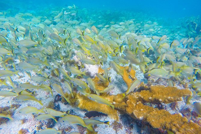Isla Mujeres Snorkeling Tour Adventure - Lunch and beach club refuel: what you’ll eat after snorkeling