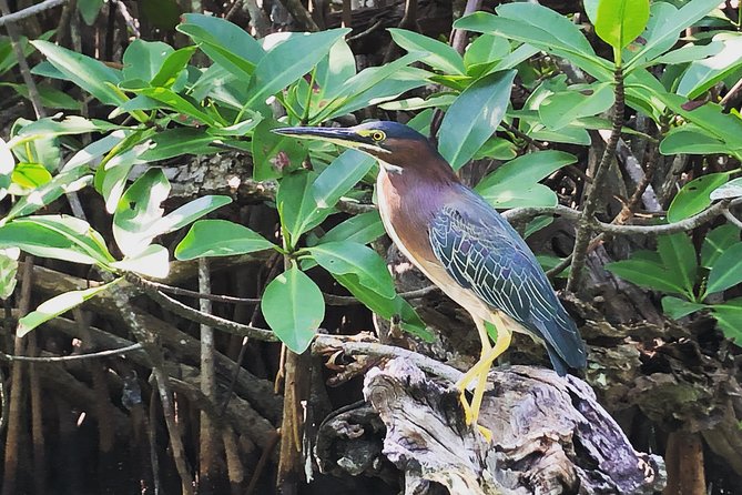 Kayak adventure through Laguna Nichupté in Cancun - Mangrove tunnels and the sea life you might spot