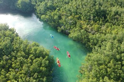 Kayak adventure through Laguna Nichupté in Cancun - Your route in human terms: bird tree to mangrove “nursery” areas