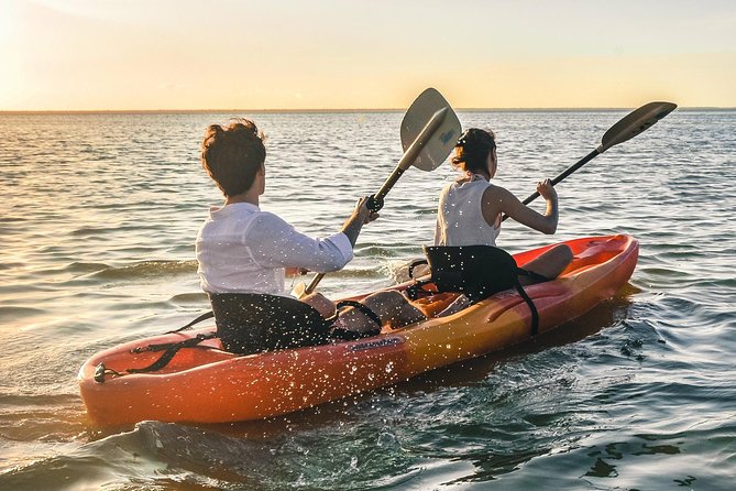 Kayak adventure through Laguna Nichupté in Cancun - Wildlife spotting: birds first, then the “look closer” moments