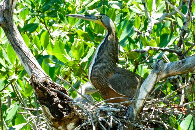 Kayak adventure through Laguna Nichupté in Cancun - Price and value: what $52.46 covers, and what to budget for