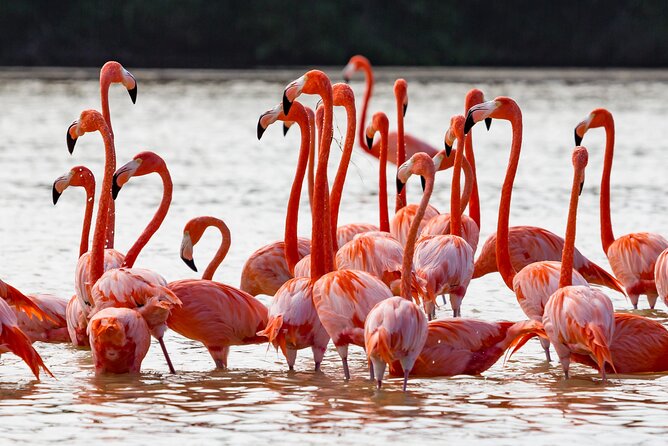 Las Coloradas Pink Lake & Rio Lagartos Guided Tour - Granja de Cocodrilos Itzamkanac: Crocs Up Close (With a Conservation Angle)