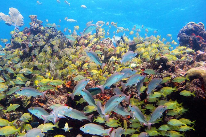 PADI Discover Scuba Diving for divers without certification - Site two: Manchones Reef, where wildlife sightings are a real goal