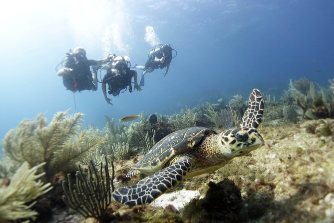 PADI Discover Scuba Diving for divers without certification - Key highlights you’ll actually feel