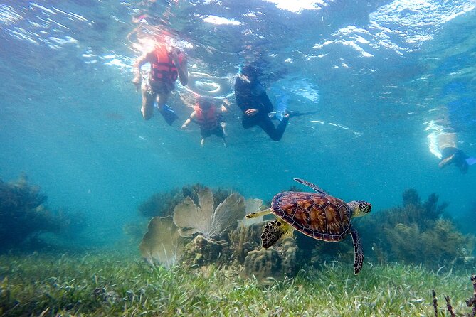 Private (only you) Reef Snorkeling in Puerto Morelos 2x40 minutes - Puerto Morelos Reef Snorkeling: Why This Area Matters