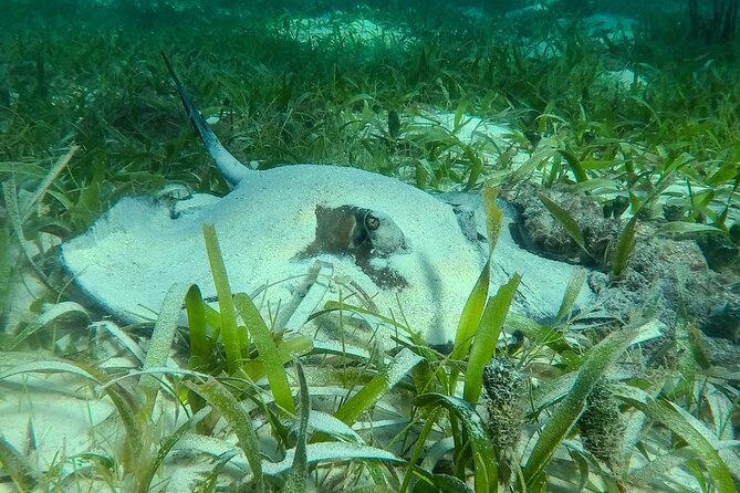 Private (only you) Reef Snorkeling in Puerto Morelos 2x40 minutes - Two Reef Stops in the National Marine Park (And What Each One Feels Like)
