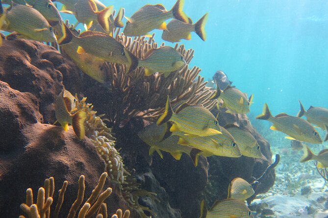 Private (only you) Reef Snorkeling in Puerto Morelos 2x40 minutes - Snorkeling Gear and Comfort Details That Matter
