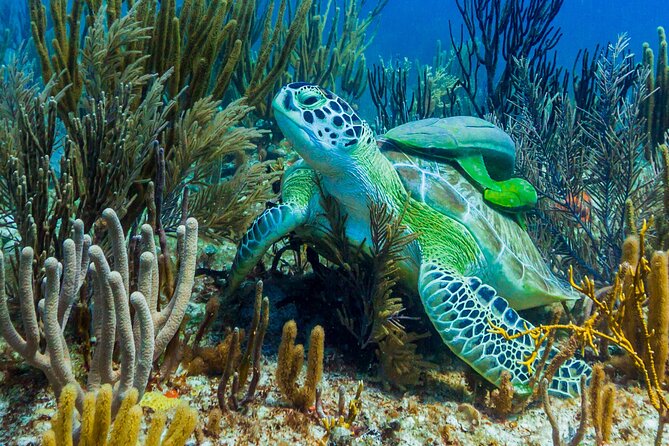 Puerto Morelos Catamaran Reef Sail and Snorkel - Lunch and open bar: included, but keep it practical
