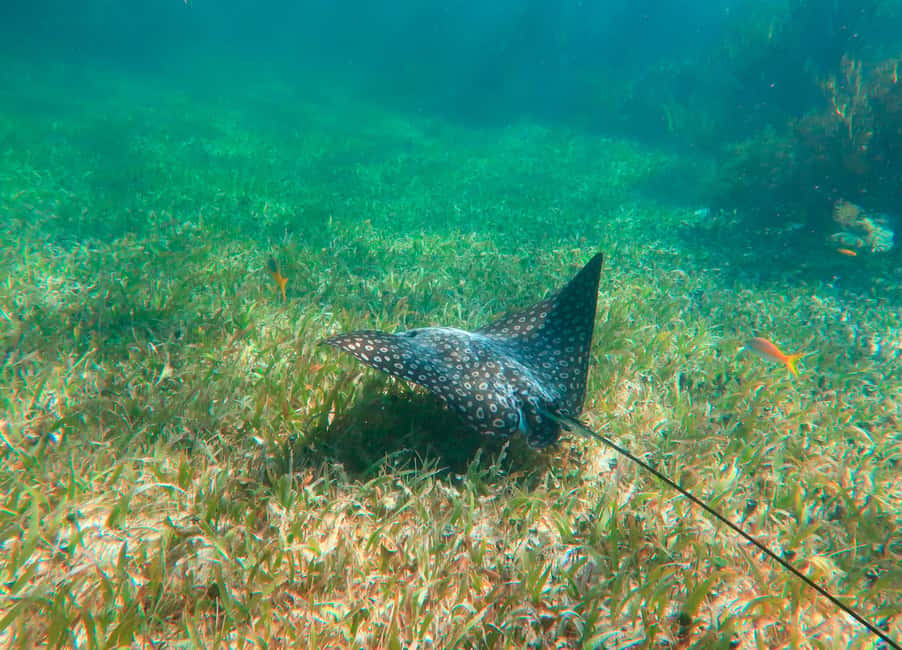 Puerto Morelos: National Reef Park Snorkeling & Beach Lunch - The Van Ride: How the 4 Hours Actually Feel