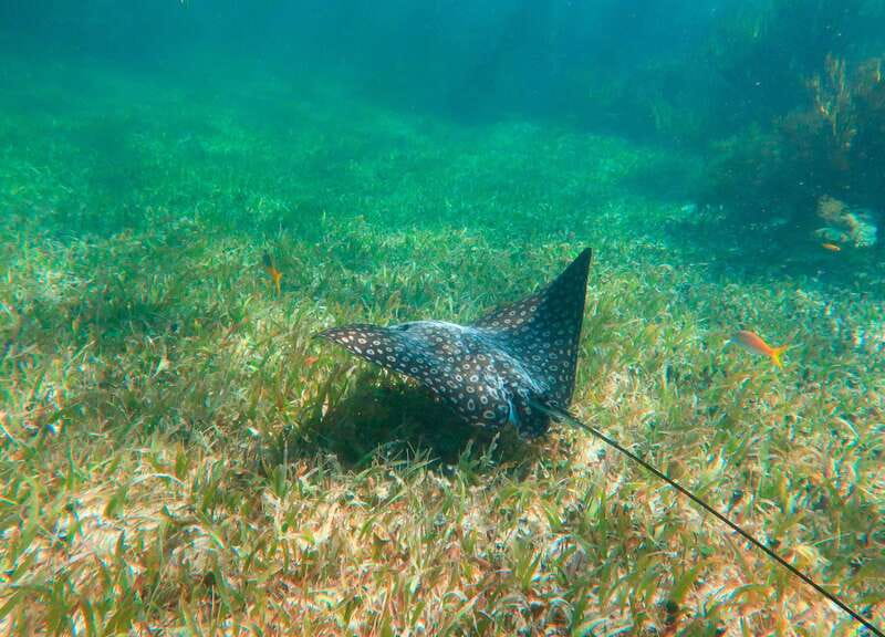 Puerto Morelos: National Reef Park Snorkeling & Beach Lunch - Safety and Fitness: Who Should (and Shouldn’t) Go