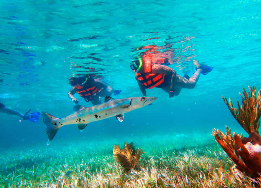 Puerto Morelos: Snorkel, Town Walk, Tequila & Beach Lunch - The 30-Minute Safety Briefing and Why Phones Take a Nap