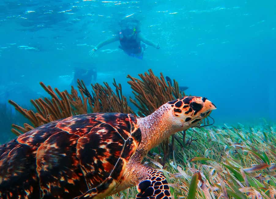 Puerto Morelos: Snorkel, Town Walk, Tequila & Beach Lunch - Boquinete Beach Lunch: What You’ll Eat and What to Expect From Drinks