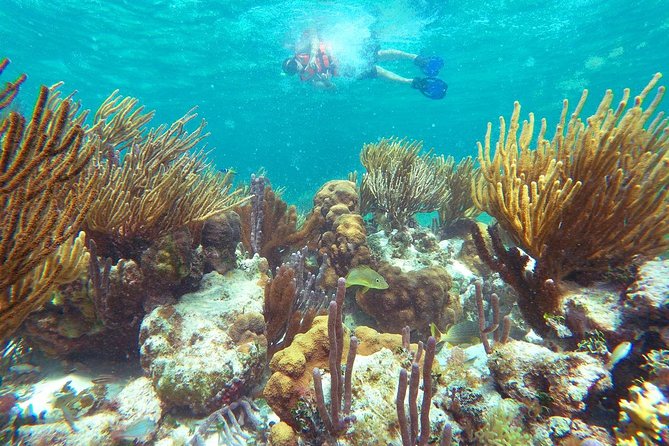 Reef Snorkeling in National Park from Cancun with Beachside Lunch - Lunch at Boquinete Beach Club: Fish Tacos, Ocean Views, and Portion Reality