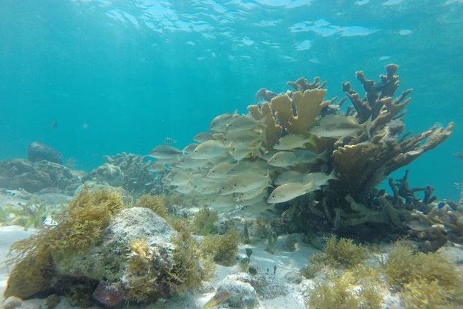 Reef Snorkeling & Jungle Speedboat Adventure with Mayan Ceremony - Price and add-ons: how to calculate the real total before you go