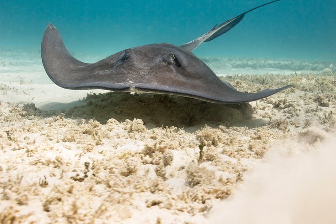 Riviera Maya Luxury Snorkeling Cruise with Lunch and Drinks - Pickup and Return Ride: Where Days Get Won or Lose