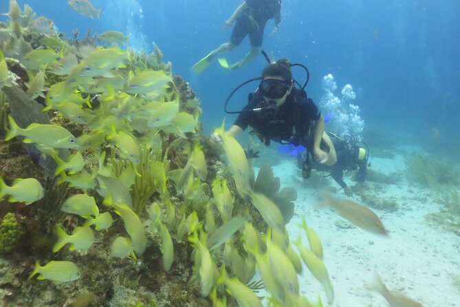 Scuba Diving (1st time) in Cancun Beginner's WELCOMED! - Price and Logistics: Where the Real Costs Show Up