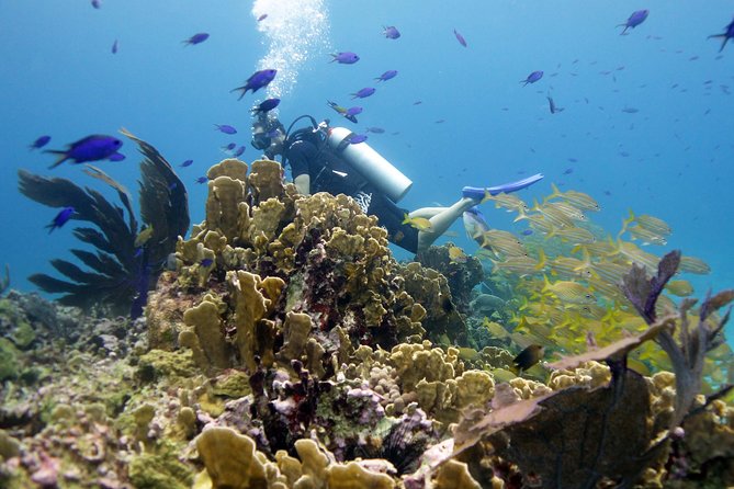Scuba diving at MUSA the underwater museum for certified divers - Price and value: what $135 really buys