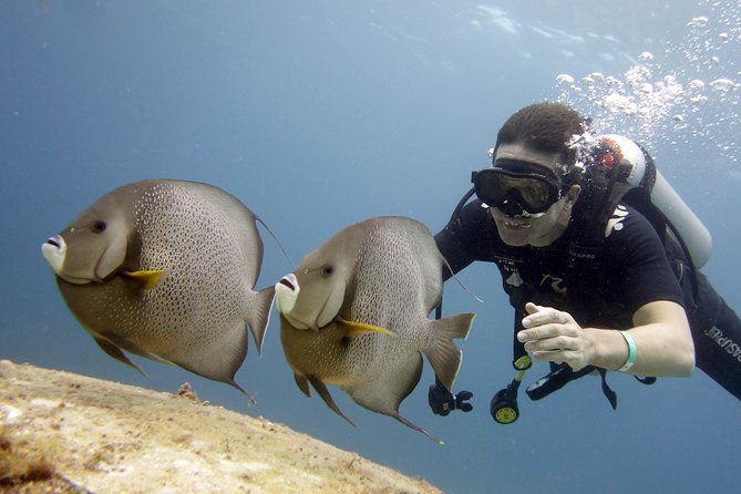 Scuba diving at MUSA the underwater museum for certified divers - Manchones reef section: what you can spot in natural habitat