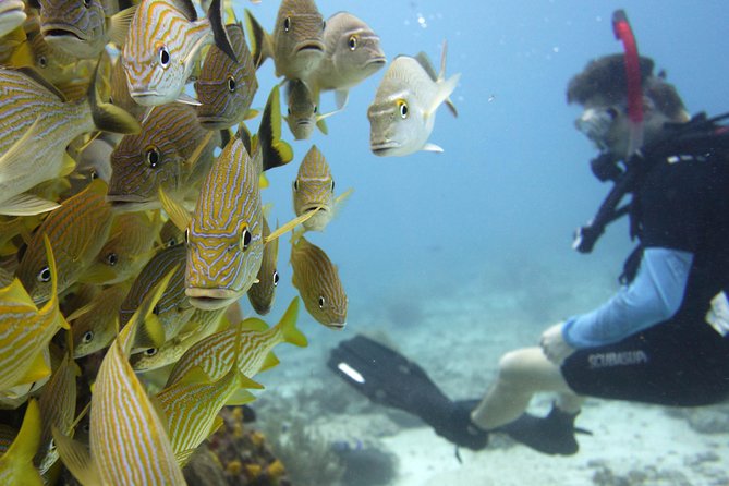 Scuba diving at MUSA the underwater museum for certified divers - Pocna Dive Center, group size, and instructors you’ll be glad you get