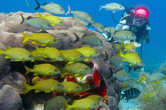 Scuba Diving Under Water Museum and Reef for beginners - Price and Extras: What $119 Actually Becomes