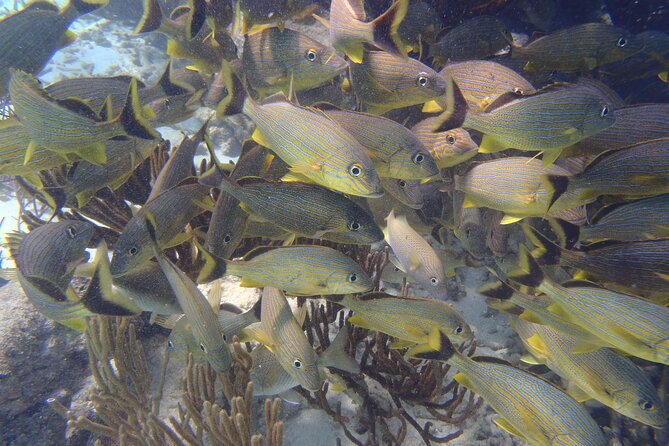 Small-Group Mesoamerican Barrier Reef Snorkeling in Puerto Morelos - The animals you might actually spot (and why the guide matters)
