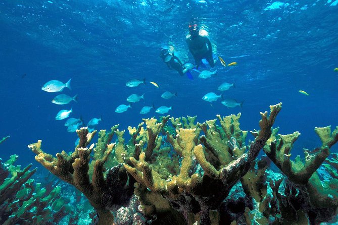 Snorkeling Adventure in Puerto Morelos Includes snack, Water and Round Trip. - The boat and the National Reef Park swim: what you’re likely to see in 45–60 minutes