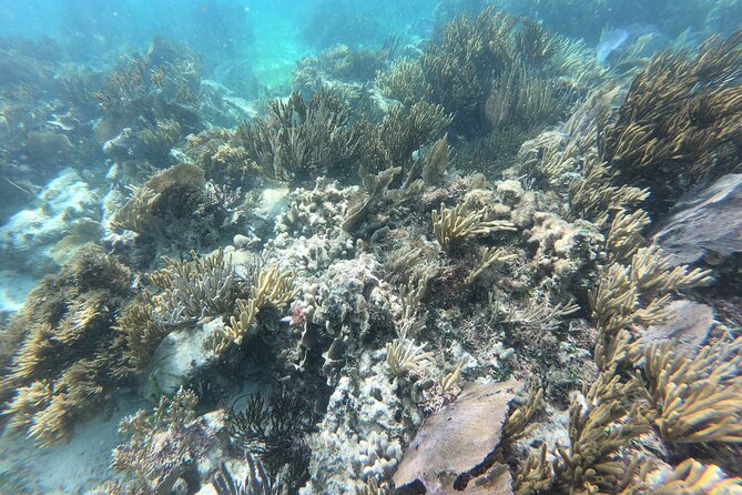 Snorkeling Adventure in Puerto Morelos Includes snack, Water and Round Trip. - Tequila tasting tied to Mayan stories: great education, watch the upsell energy