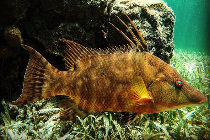 Snorkeling Guided Activity in Puerto Morelos Mexico - Quick hits: what makes this Puerto Morelos snorkel work