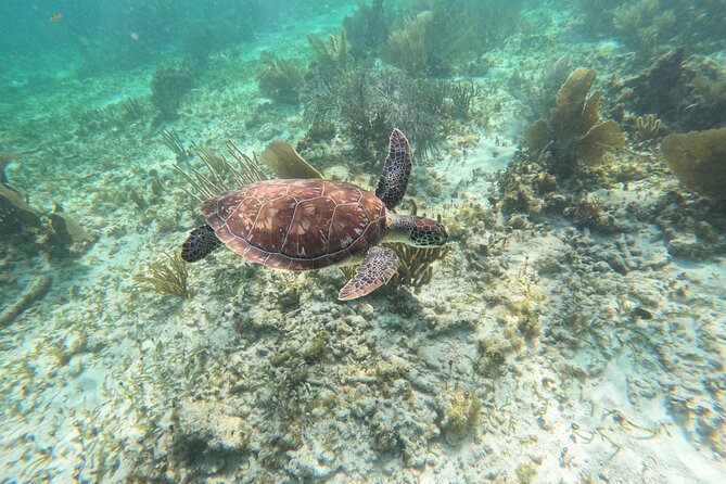 Snorkeling Guided Activity in Puerto Morelos Mexico - Faro Inclinado meeting spot and easy arrival rhythm