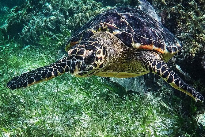 Snorkeling Guided Activity in Puerto Morelos Mexico - Stop 2: the second reef section with 800+ marine species