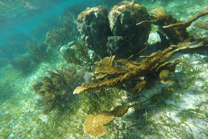 Snorkeling Guided Activity in Puerto Morelos Mexico - Safety and weather: what to expect on the water