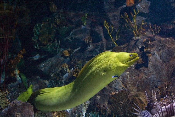 Snorkeling in Puerto Morelos - Key Things to Know Before You Go