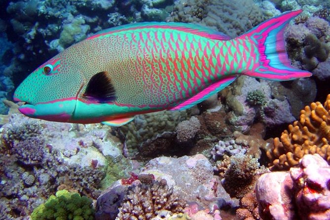 Snorkeling in Puerto Morelos - Puerto Morelos Snorkeling: Small-Group, Reef-First Fun