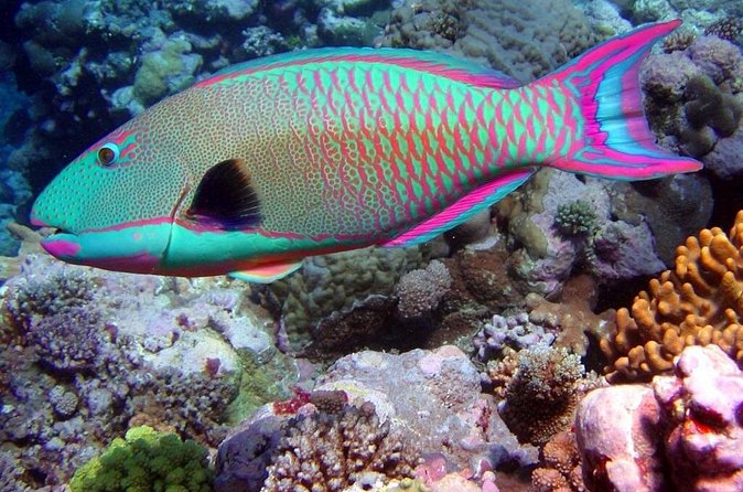 Snorkeling in Puerto Morelos - Your Time Budget: How Long It Really Takes