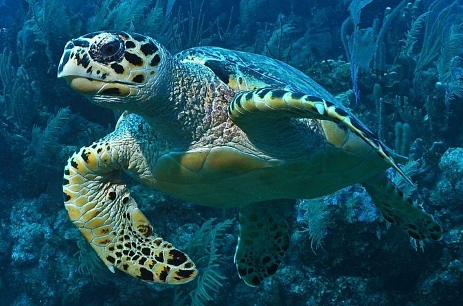 Snorkeling in Puerto Morelos - The Main Downsides (And How to Avoid Them)