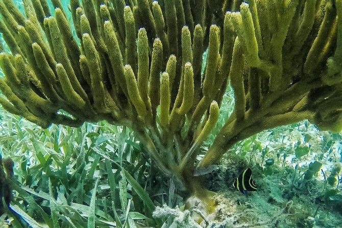 Speedboat and snorkel tour: Single Passenger Boat - Snorkeling Stop: Coral Reefs and the Cancun Underwater Museum
