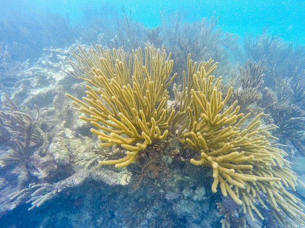 Viator Exclusive: Tulum Ruins, Reef Snorkeling, Cenote and Caves - Cenote Ocean Tours Mexico Caves: Freshwater Swim in Stalactite Light