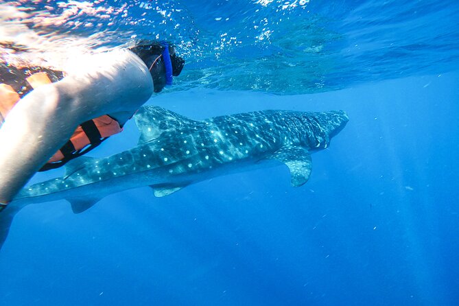 Whale Shark Adventure in Isla Mujeres and Cancun - The 6-hour flow: dock, open-ocean ride, and your two swim opportunities