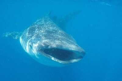 Whale Shark Adventure in Isla Mujeres and Cancun - Whale shark swim rules: what the limits mean for you in the water