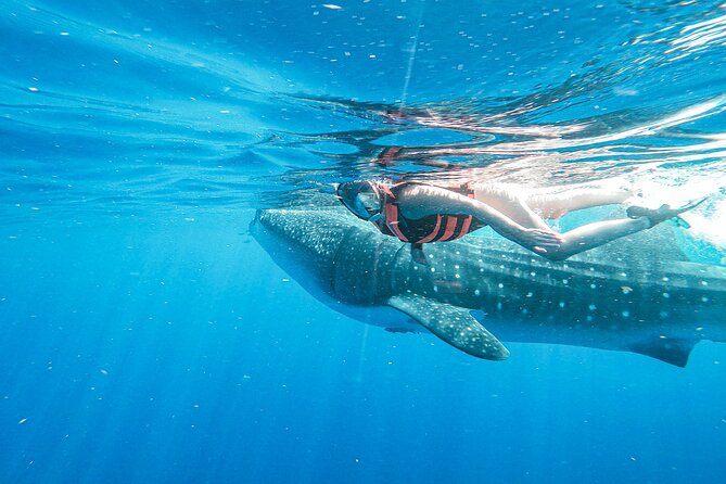 Whale Shark Adventure in Isla Mujeres and Cancun - Food, lunch, and the ceviche stop you’ll actually remember