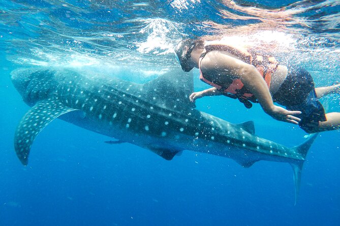 Whale Shark Adventure in Isla Mujeres and Cancun - Price and value: is $155 worth it?