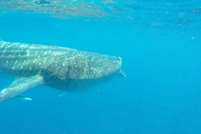 Whale Shark Adventure in Isla Mujeres and Cancun - Seasickness, no toilet, and other practical tips that save your day