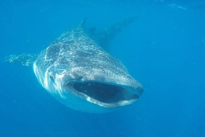 Whale Shark Adventure in Isla Mujeres and Cancun - Whale shark swim rules: what the limits mean for you in the water