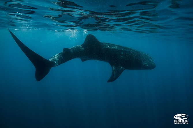 Whale Shark Swimming and Isla Mujeres Beach Tour - Whale Shark Hunt and Playa Norte: what the day is really like