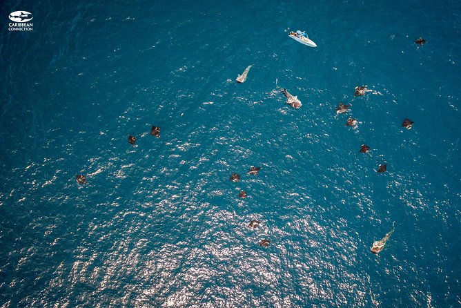Whale Shark Swimming and Isla Mujeres Beach Tour - Isla Mujeres and Playa Norte: the best kind of payoff