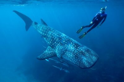 Whale Shark Swimming and Isla Mujeres Beach Tour - The whale shark swim: how the crew runs the experience in real life