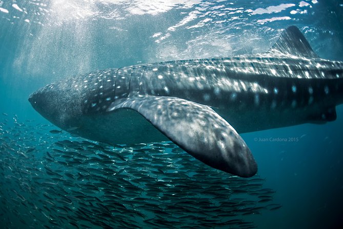 Whale Shark Swimming and Isla Mujeres Beach Tour - Who this tour is best for