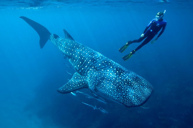 Whale Shark Swimming and Isla Mujeres Beach Tour - The whale shark swim: how the crew runs the experience in real life